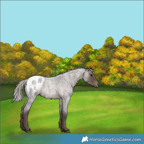 Horse Color:Silver Blue Roan Appaloosa Rabicano 