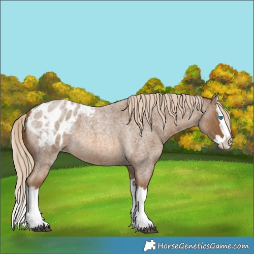 Horse Color:Chocolate Palomino Roan Splash Blanket 