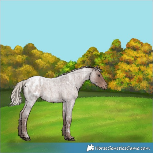 Horse Color:Silver Blue Ice Roan Appaloosa Rabicano