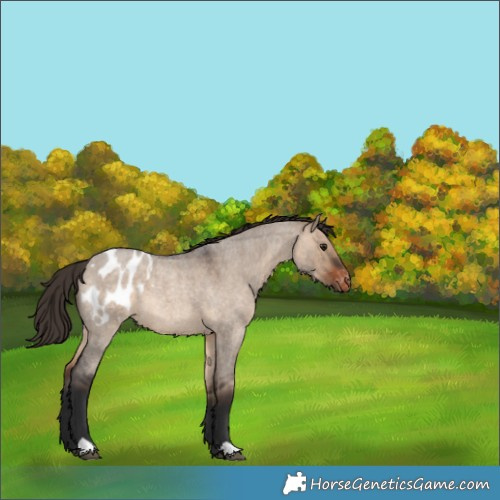 Horse Color:Brown Roan Dun Appaloosa 