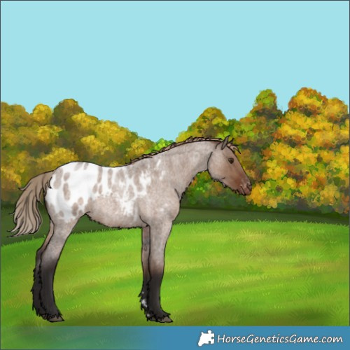 Horse Color:Liver Red Dun Roan Blanket Rabicano 