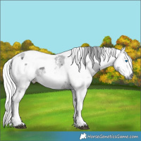 Horse Color:White Spotted Brown Merle Rabicano  and Brown Merle Sabino Rabicano 