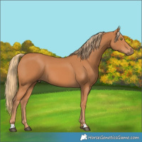 Horse Color:Chestnut 