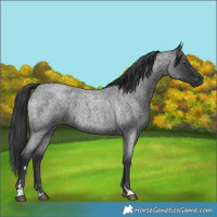 Horse Color:Blue Roan 