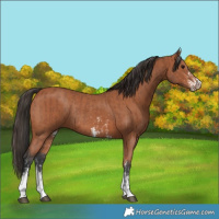 Horse Color:Bay Sabino Rabicano  and Bay Sabino Rabicano 