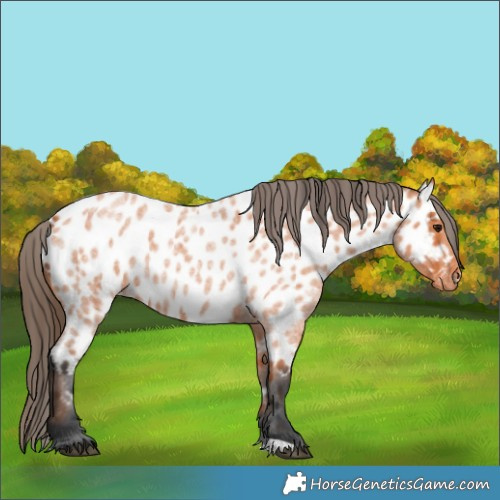 Horse Color:Bay Roan Near Leopard 