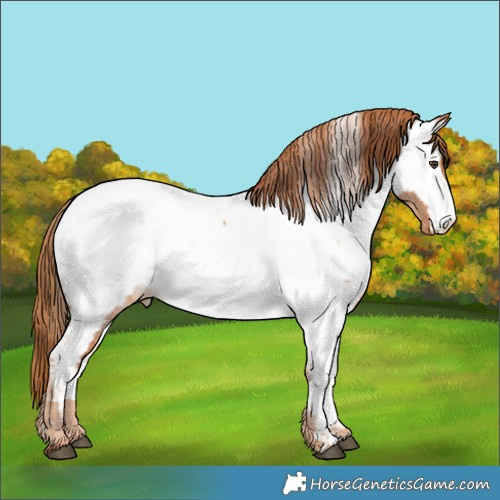 Horse Color:Red Roan Appaloosa 