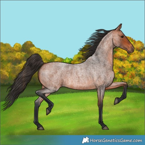 Horse Color:Bay Roan