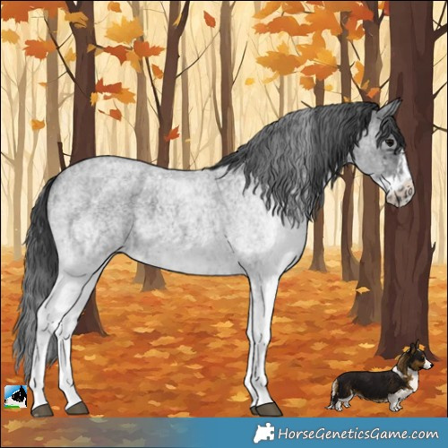 Horse Color:White Spotted Blue Roan Rabicano  and White Spotted Blue Roan Frame Rabicano 
