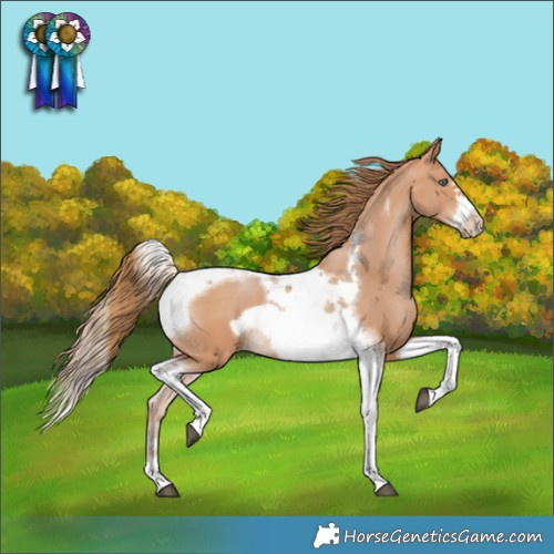 Horse Color:Bay Pearl Tobiano Frame 