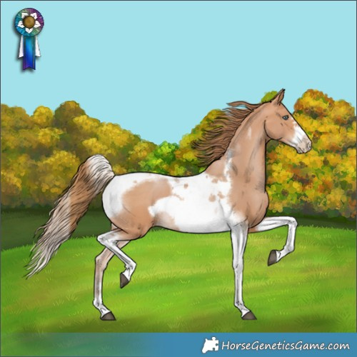 Horse Color:Bay Pearl Tobiano Frame 