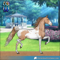 Horse Color:Bay Pearl Tobiano Frame