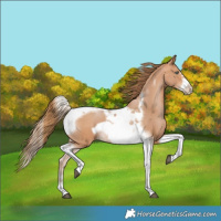 Horse Color:Bay Pearl Tobiano Frame