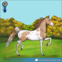 Horse Color:Bay Pearl Tobiano Frame 