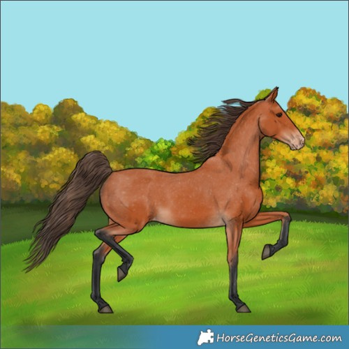 Horse Color:Bay Appaloosa 