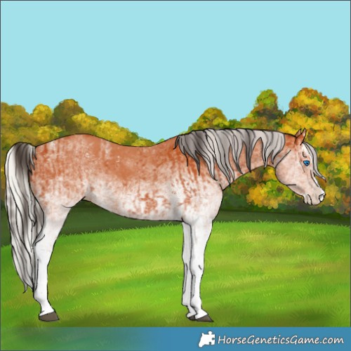 Horse Color:White Spotted Bay Splash  and White Spotted Silver Bay Splash 