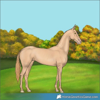 Horse Color:Gold Champagne