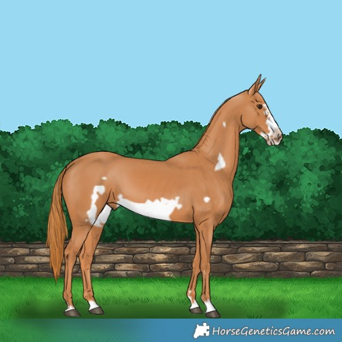Horse Color:Chestnut Frame