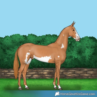 Horse Color:Chestnut Frame