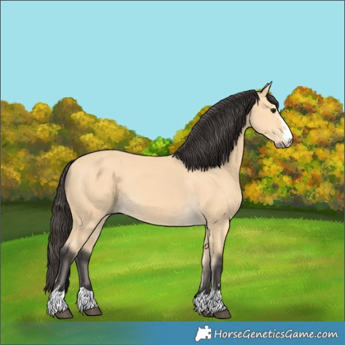 Horse Color:Buckskin 