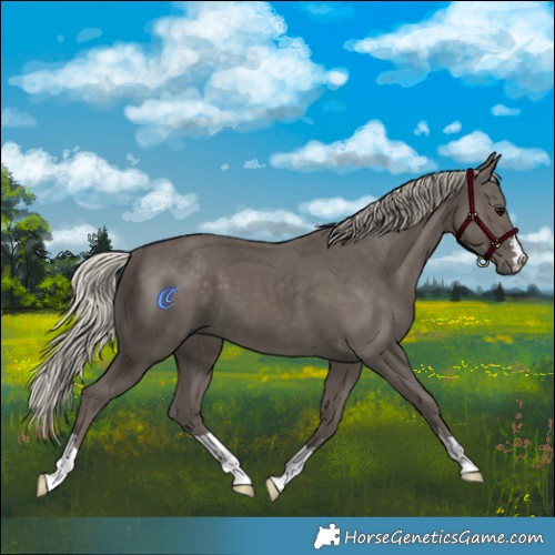 Horse Color:Silver Black 