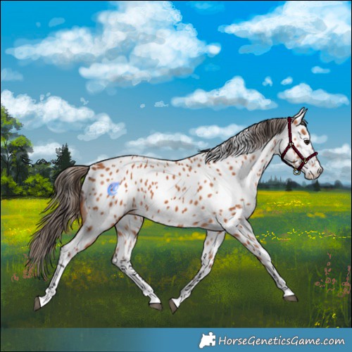 Horse Color:Bay Appaloosa 