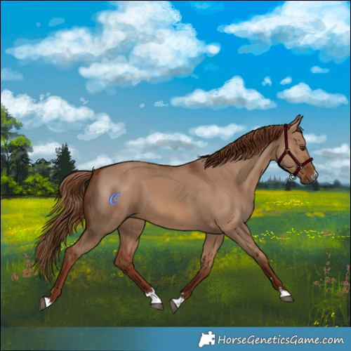 Horse Color:Red Dun 