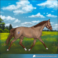 Horse Color:Red Dun 