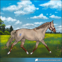 Horse Color:Red Dun 