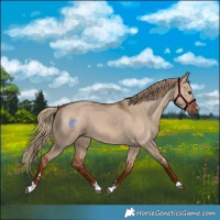Horse Color:Red Dun 