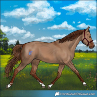Horse Color:Red Dun 
