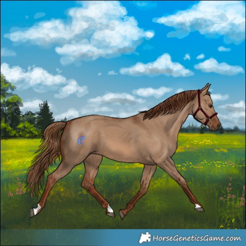 Horse Color:Red Dun 