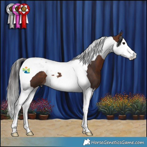 Horse Color:Bay Splash Tobiano