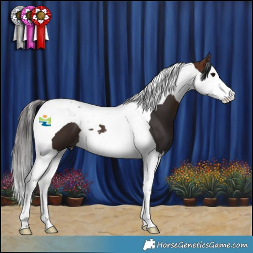 Horse Color:Bay Splash Tobiano 