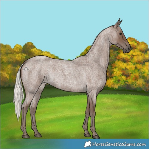 Horse Color:Silver Blue Roan
