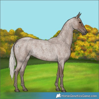 Horse Color:Silver Blue Roan 