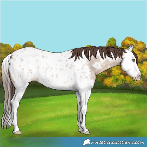 Horse Color:Amber Champagne Roan Splash Appaloosa