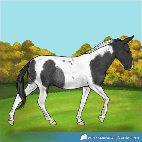Horse Color:Black Tobiano Rabicano 
