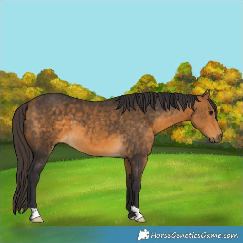 Horse Color:Buckskin 
