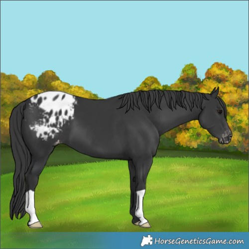Horse Color:Black Appaloosa 