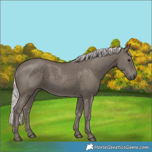 Horse Color:Silver Smoky Black 