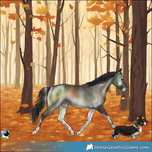 Horse Color:Blue Onyx Rabicano 