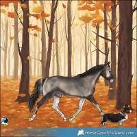 Horse Color:Blue Onyx Rabicano
