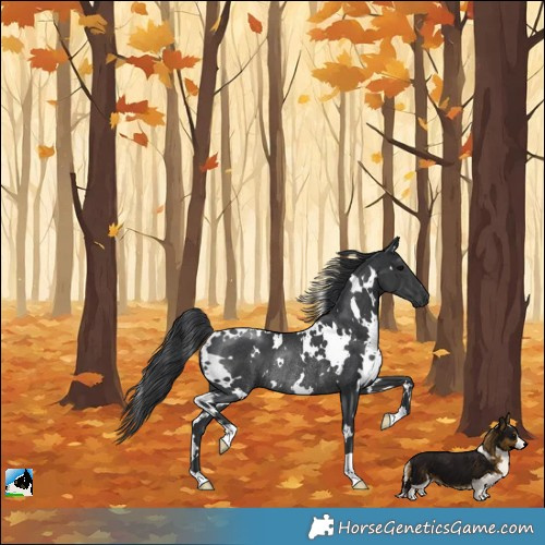 Horse Color:White Spotted Black Rabicano 