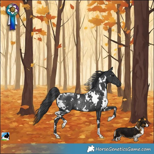 Horse Color:White Spotted Black Rabicano