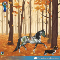 Horse Color:White Spotted Black Rabicano 