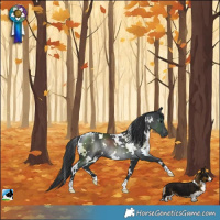 Horse Color:White Spotted Black Rabicano 
