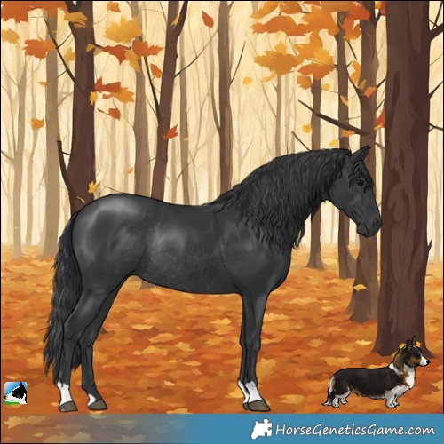 Horse Color:Black Mushroom Rabicano 