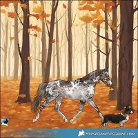 Horse Color:White Spotted Liver Chestnut Ice Rabicano
