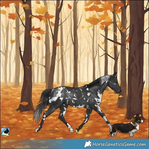 Horse Color:White Spotted Black Rabicano 